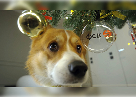 Маскот, покоривший соцсети