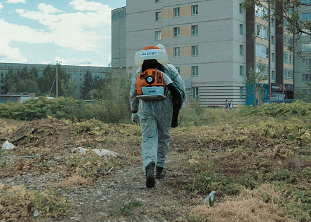 Борщевик Сосновского: победа над жгучей армией