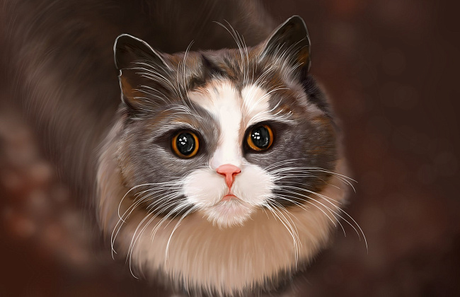 Тестовая заявка в Спонсорская интеграция